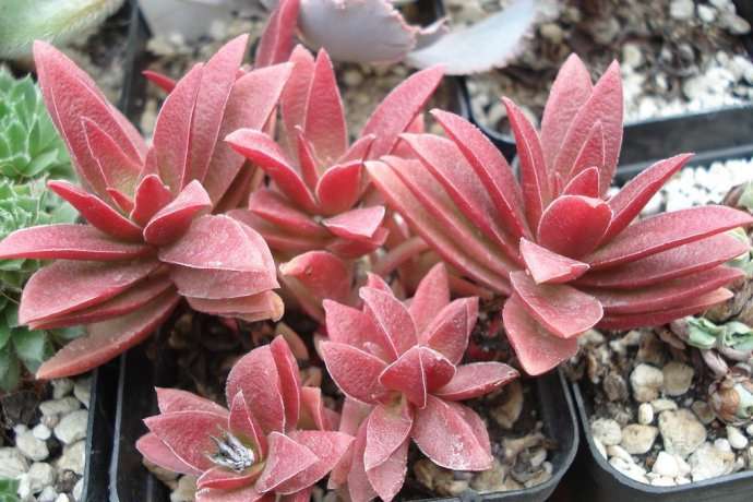 红叶祭 Crassula 'Momiji Matsuri'