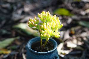 多肉植物怎么控型，把它养在小花盆里就能做到