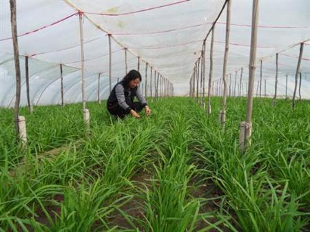 韭菜种植技术视频图片