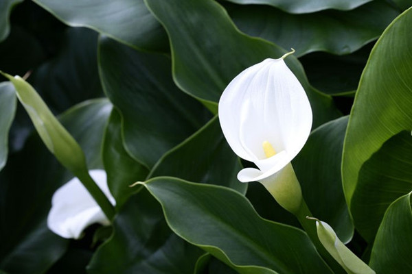 马蹄莲冬季怎么来催花