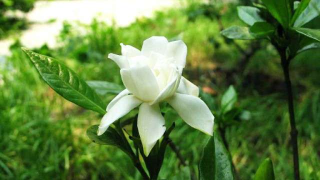 栀子花开完花怎么修剪