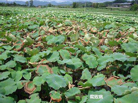 旱地怎么种植莲藕？