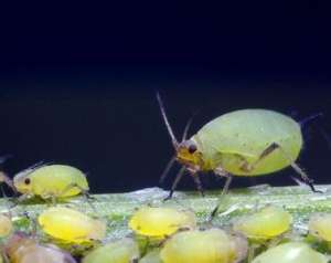 种植绿豆怎么防治蚜虫？