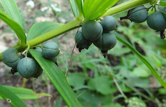 黄精价格及种植方法