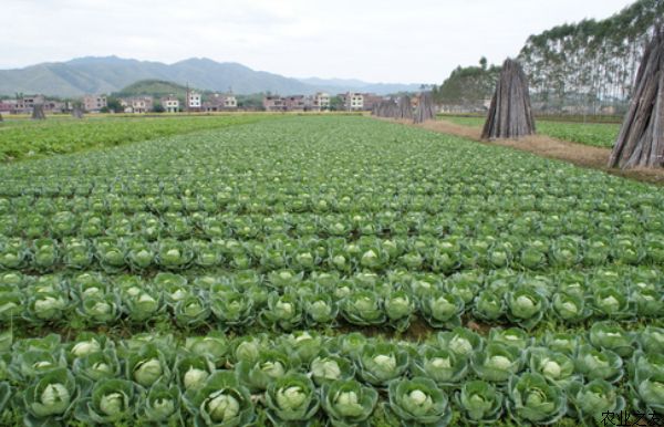 甘蓝种植高产栽培技术