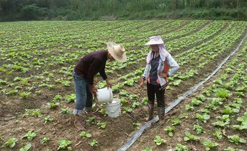 大白菜施肥注意要点