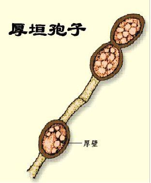 甘蔗种植技术