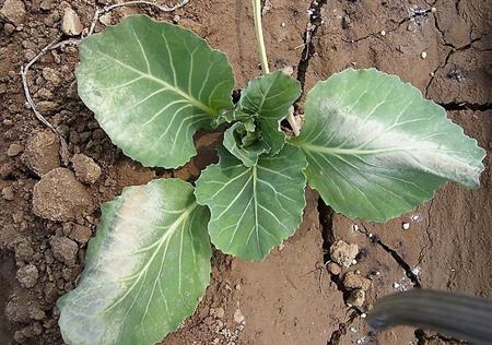 秋季怎么种植甘蓝菜？