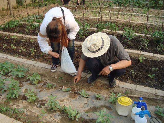 豆角地膜栽培技术