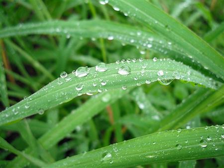 雨季如何管理红肉蜜柚？