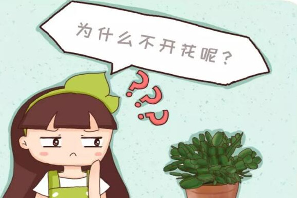 栀子君子兰……3年不开花？不做这1点，别想开花！