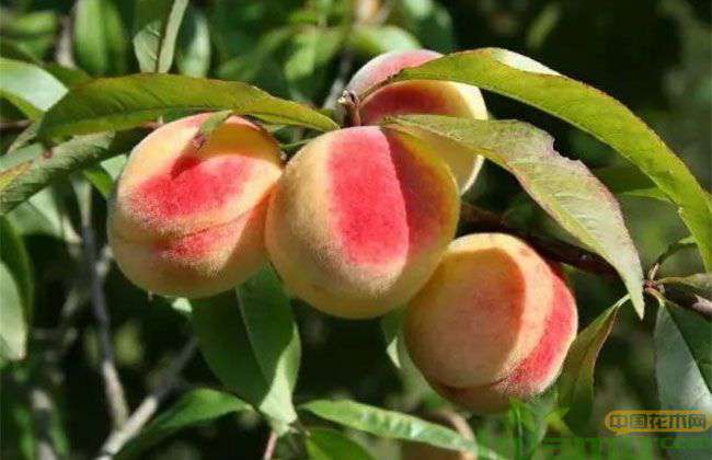 春季种植新桃树的方法技术要点2.jpg