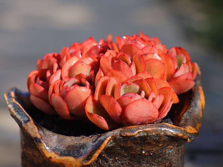 多肉秀妍 Echeveria Sunyan