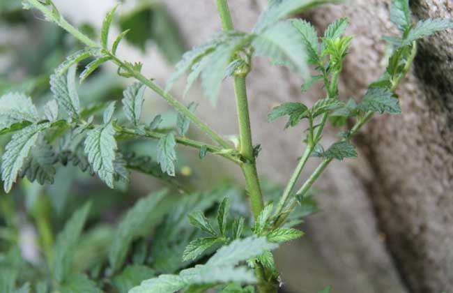 仙鹤草种植技术