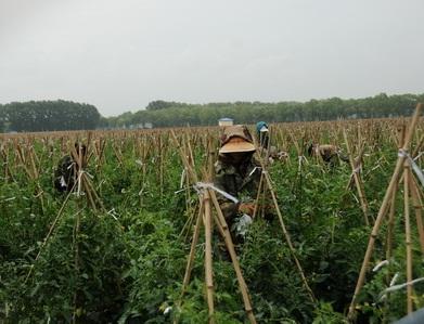 番茄种植技术