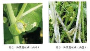 综合防治油菜菌核病