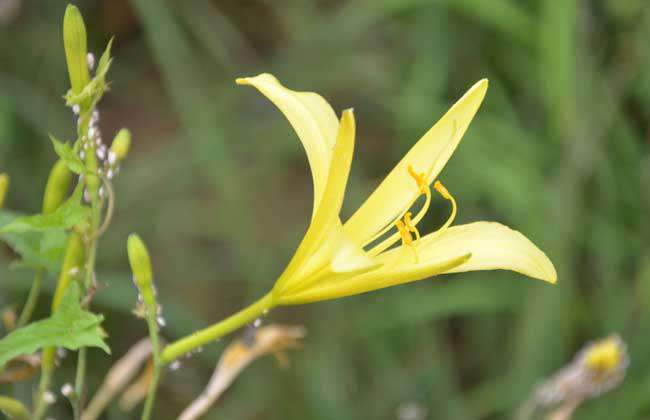 黄花菜种子怎么种？