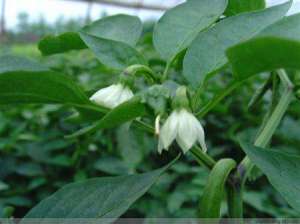 夏季甜椒怎么防止落花