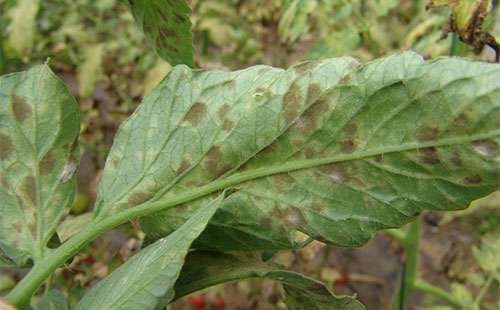 番茄叶霉病的症状、病原及感染和防治措施_番茄