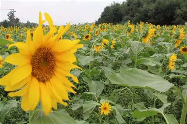 春天种1棵向日葵，花比脸盆还大，竟然收获10斤瓜子！