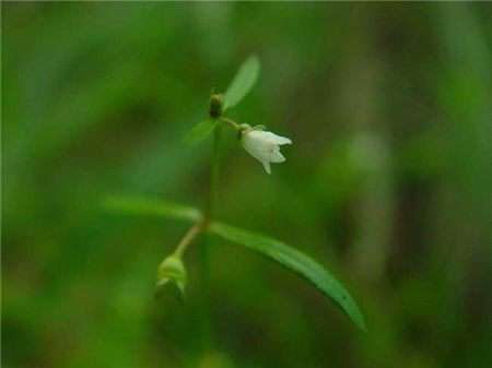 白花蛇舌草