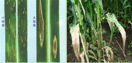 玉米大、小斑病防治技术