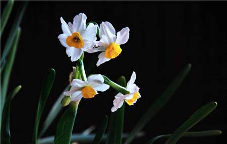 水仙花花期的延长方法