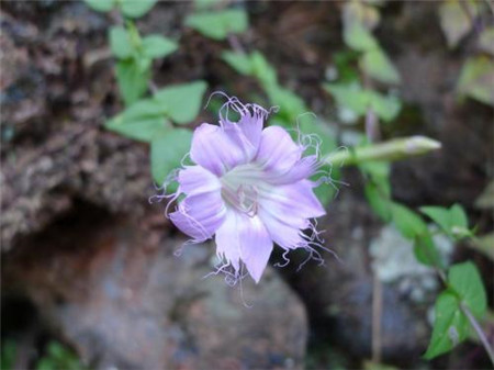 独特的红花龙胆花