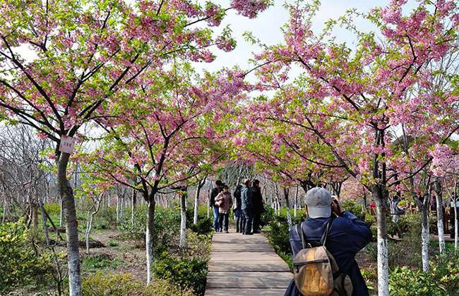 樱花基地.jpg