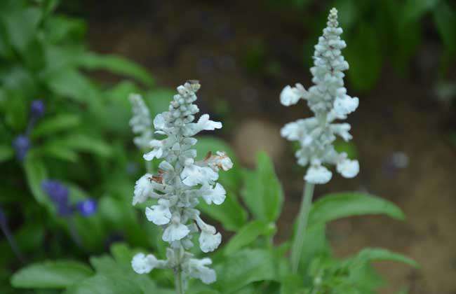 鼠尾草什么时候开花？