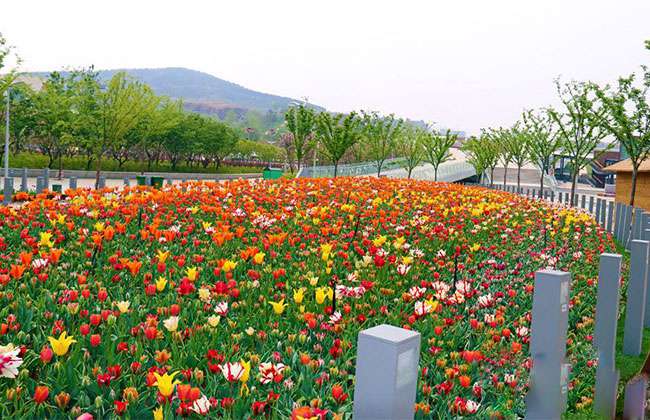 花卉博览会