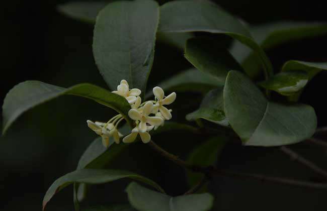 桂花树为什么不开花？