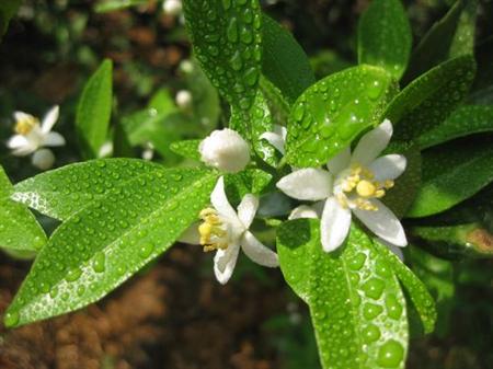 沙糖桔种植技术