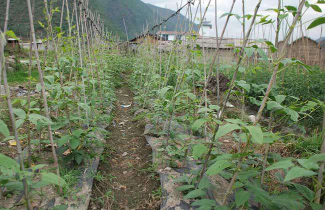 豇豆高产种植技术