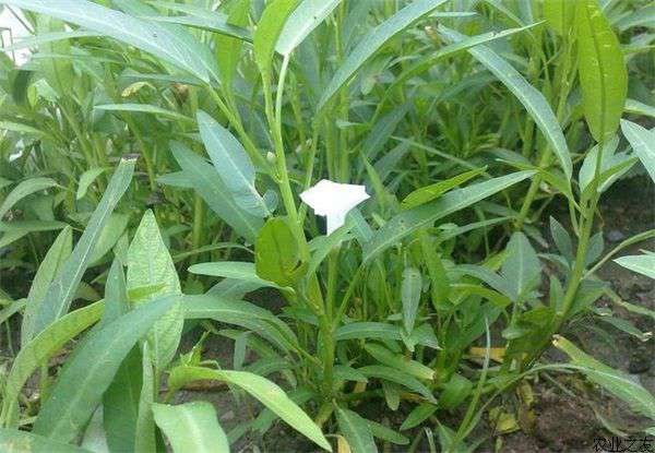 有机空心菜种植技术要点