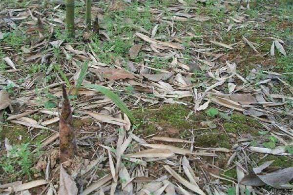 竹笋种植四注意