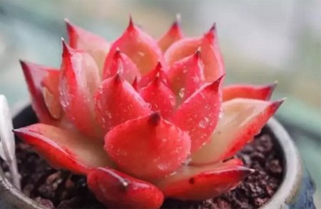 多肉什么季节换盆合适-多肉植物怎么换盆-