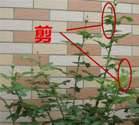 保留主花苞