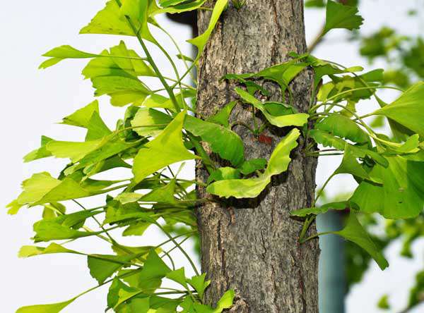 银杏树种植技术