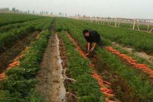 胡萝卜种植技术要点