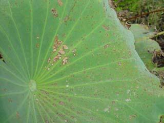 种植莲藕怎么防治褐斑病？