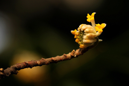 结香花