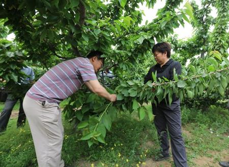 樱桃树种植