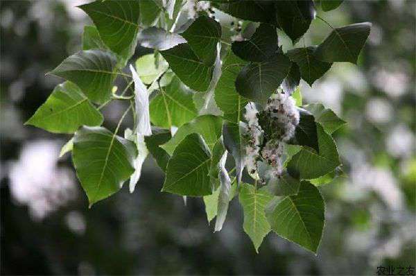 杨树种植之蛴螬防治