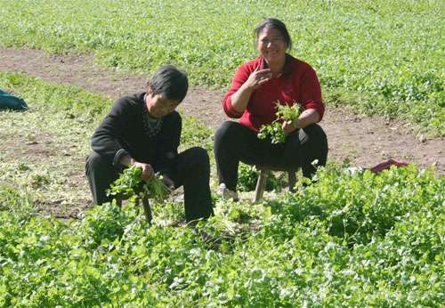 香菜常见病害症状及其防治措施