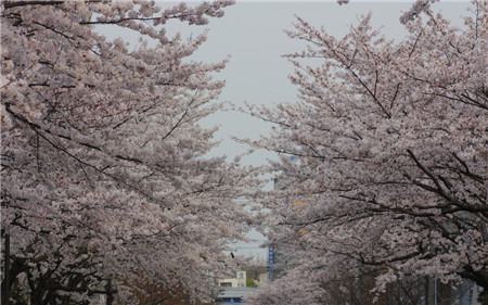 日本的樱花文化