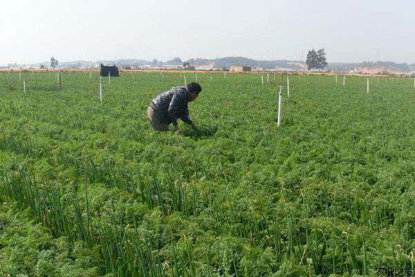 胡萝卜种植的采种技术