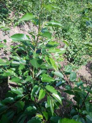 甜樱桃栽植技术