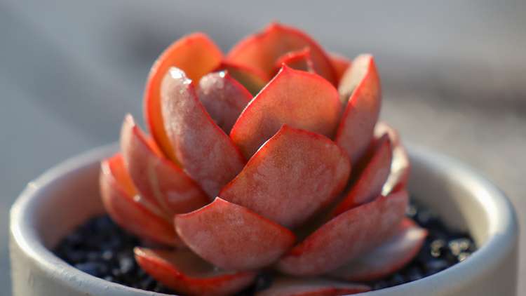 多肉秀妍 Echeveria Sunyan