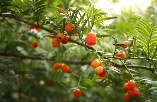 红豆杉种子价格及种植方法